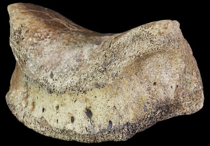 Ceratopsian Dinosaur Toe Bone - Alberta (Disposition #-) #71705